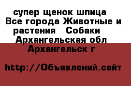 супер щенок шпица - Все города Животные и растения » Собаки   . Архангельская обл.,Архангельск г.